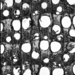チーク小口顕微鏡写真